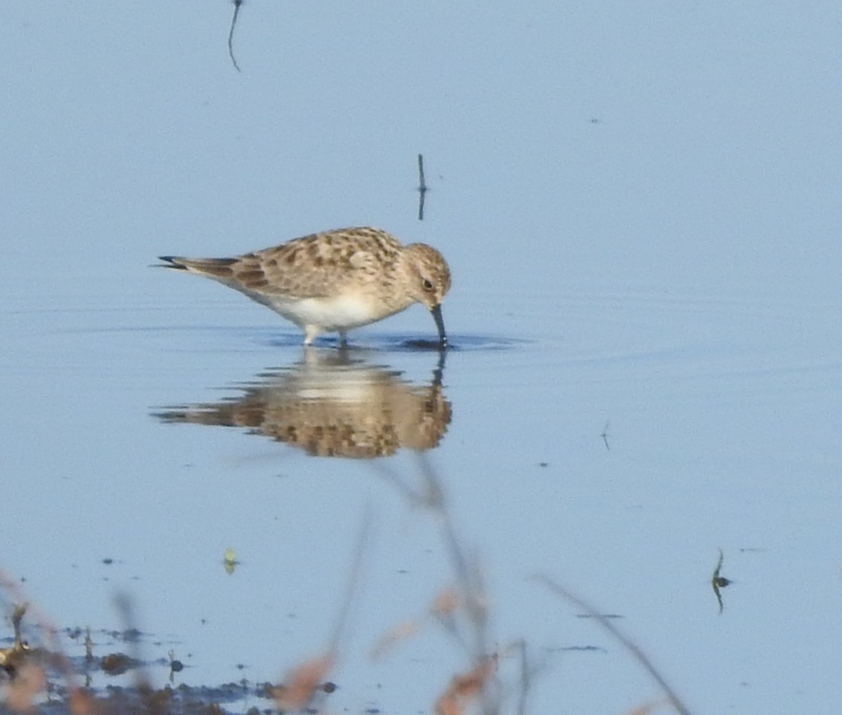 Semipalmated Sandpiper - ML633548035