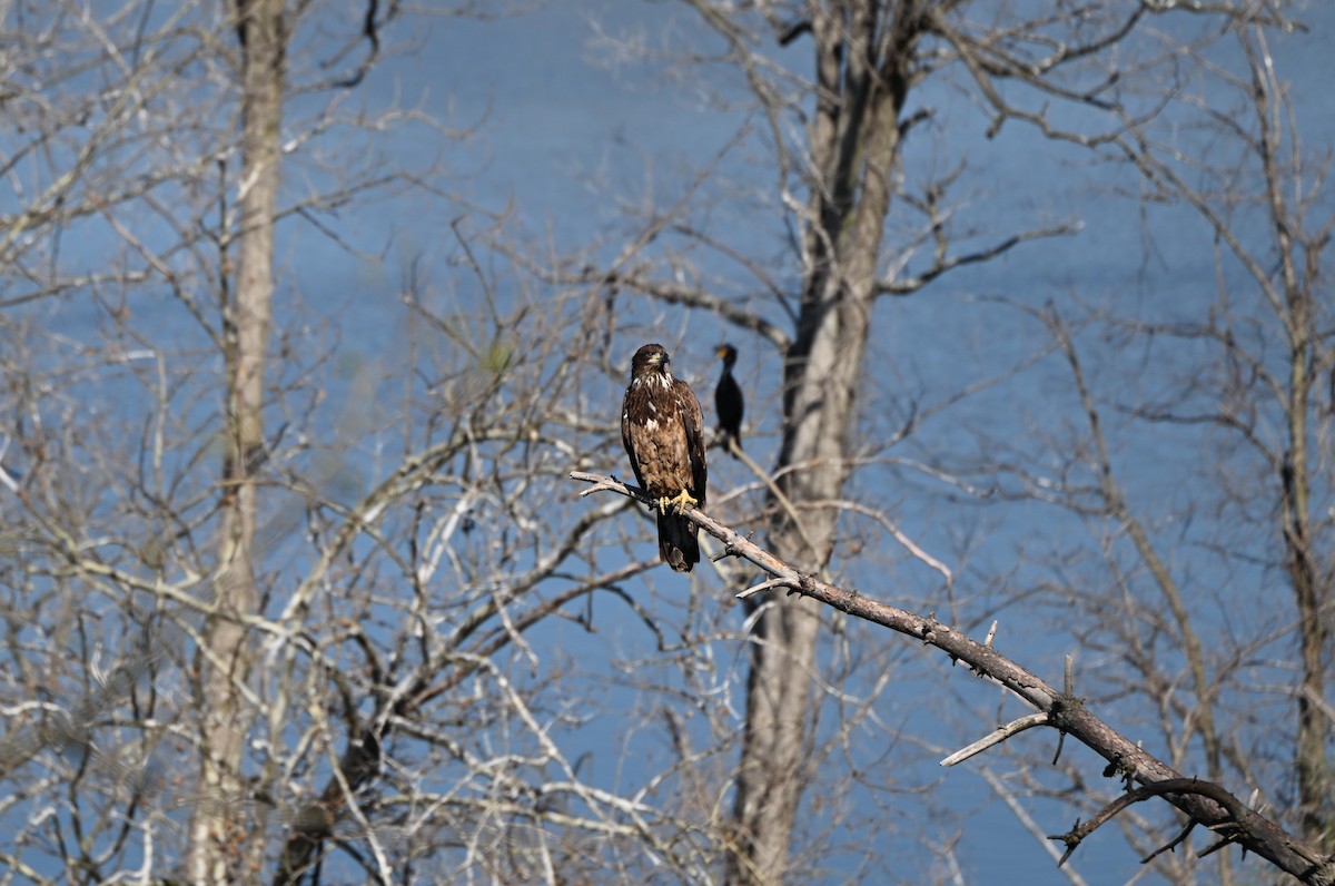 Bald Eagle - ML633548044