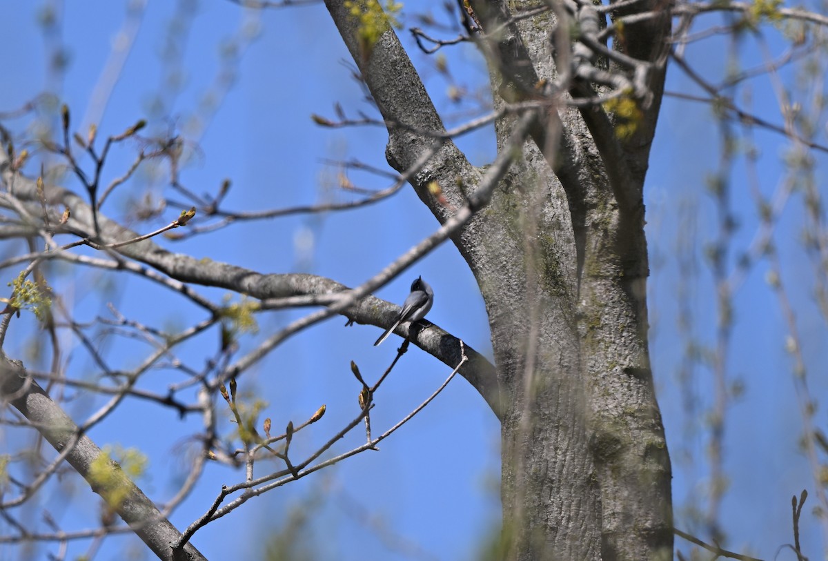 Blue-gray Gnatcatcher - ML633548066