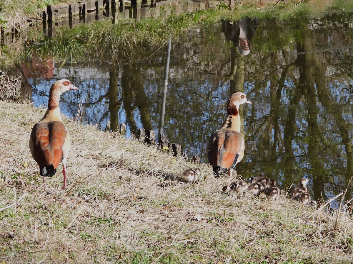 Egyptian Goose - ML633548082