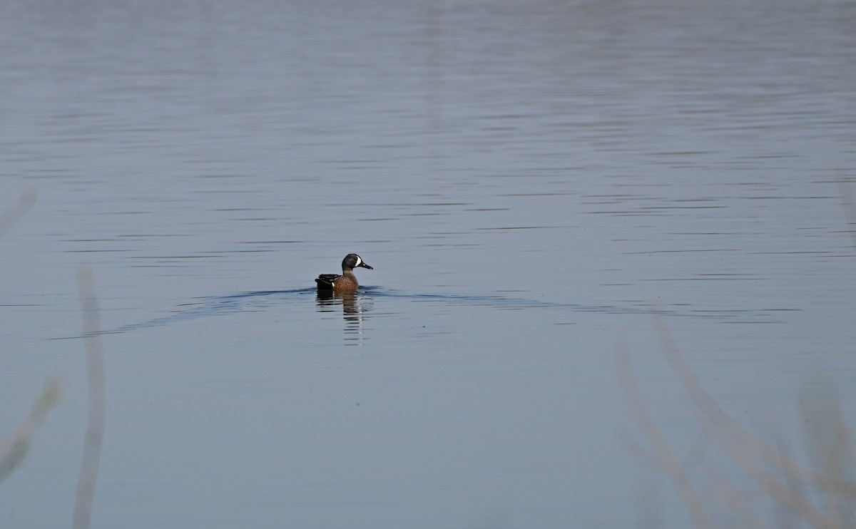 Blue-winged Teal - ML633548127
