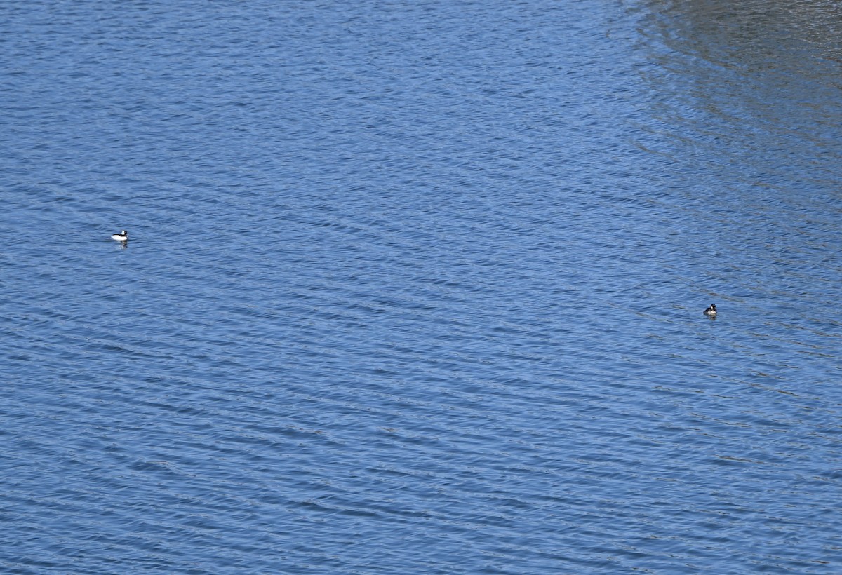 Bufflehead - ML633548195