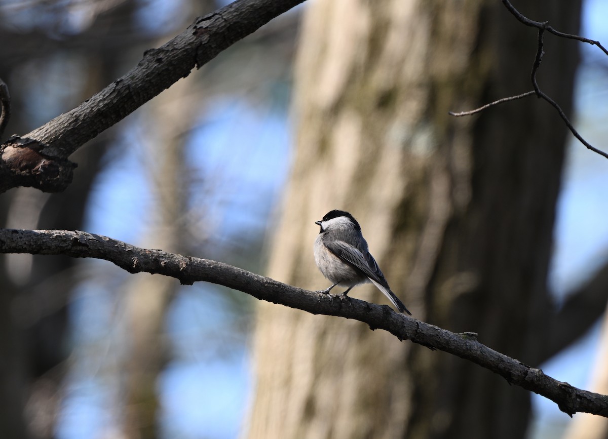 Carolina Chickadee - ML633548253
