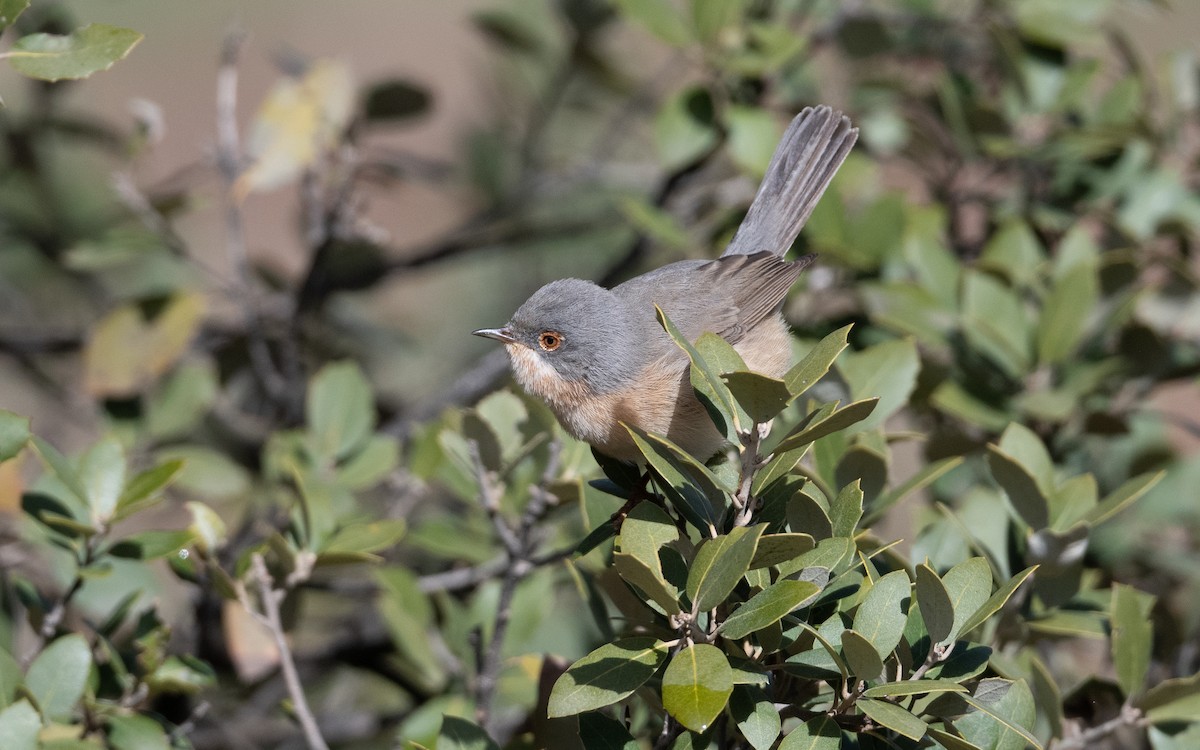 Western Subalpine Warbler - ML633548276