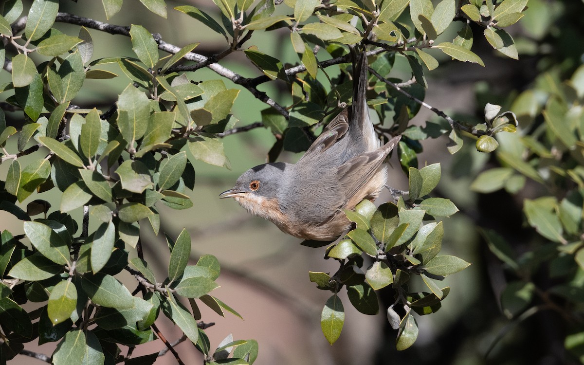 Western Subalpine Warbler - ML633548277