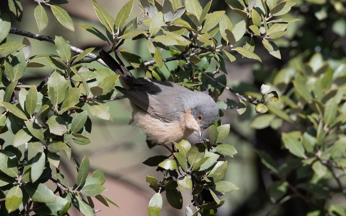 Western Subalpine Warbler - ML633548278