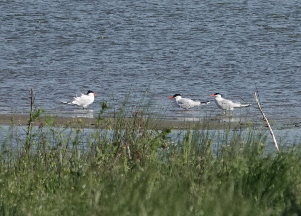 Caspian Tern - ML633548281