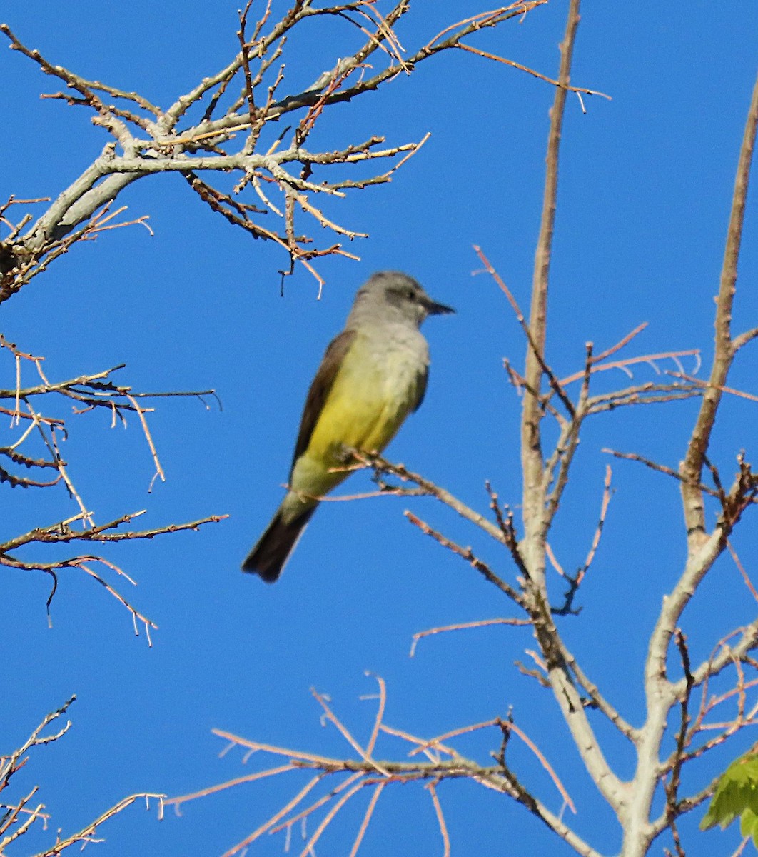 Western Kingbird - ML633548302