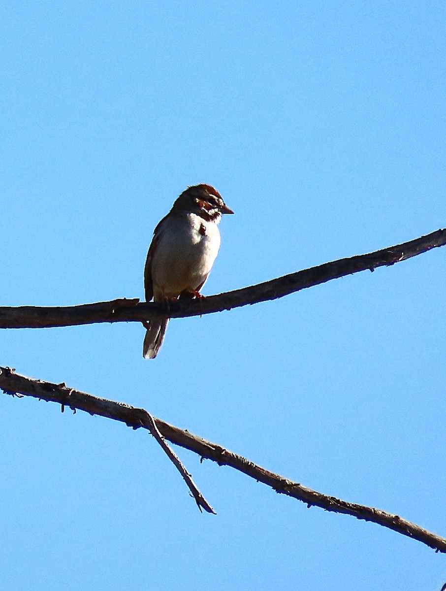 Lark Sparrow - ML633548320