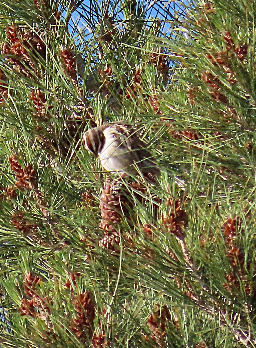 Lark Sparrow - ML633548321
