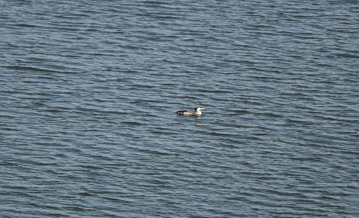 Common Loon - ML633548330