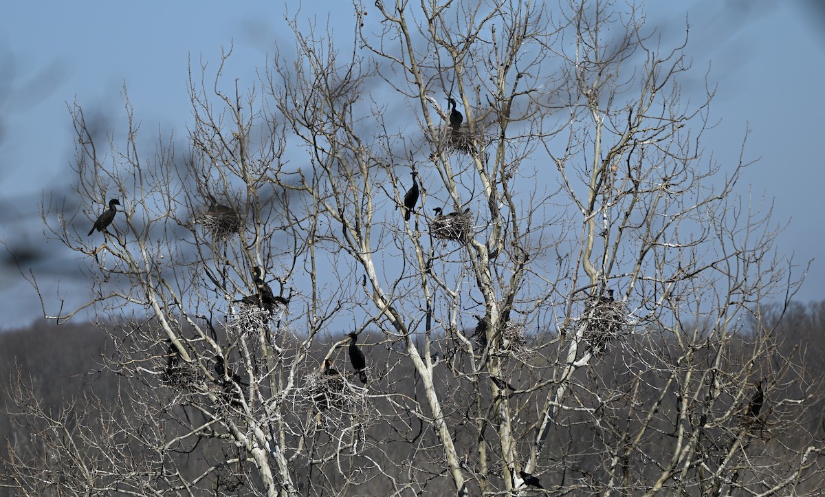 Double-crested Cormorant - ML633548382