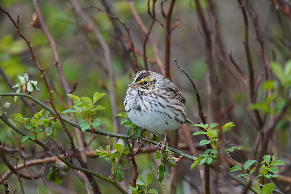 Savannah Sparrow - ML633548421