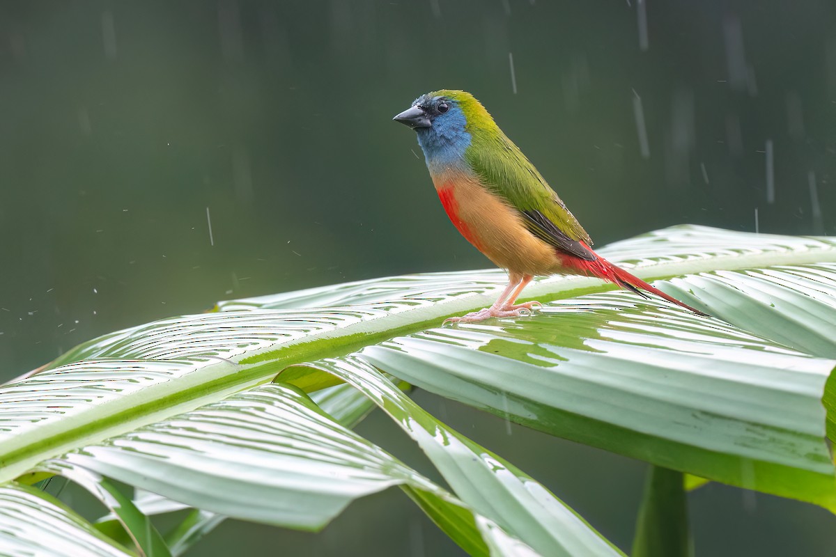 Pin-tailed Parrotfinch - Leonardus Adi Saktyari