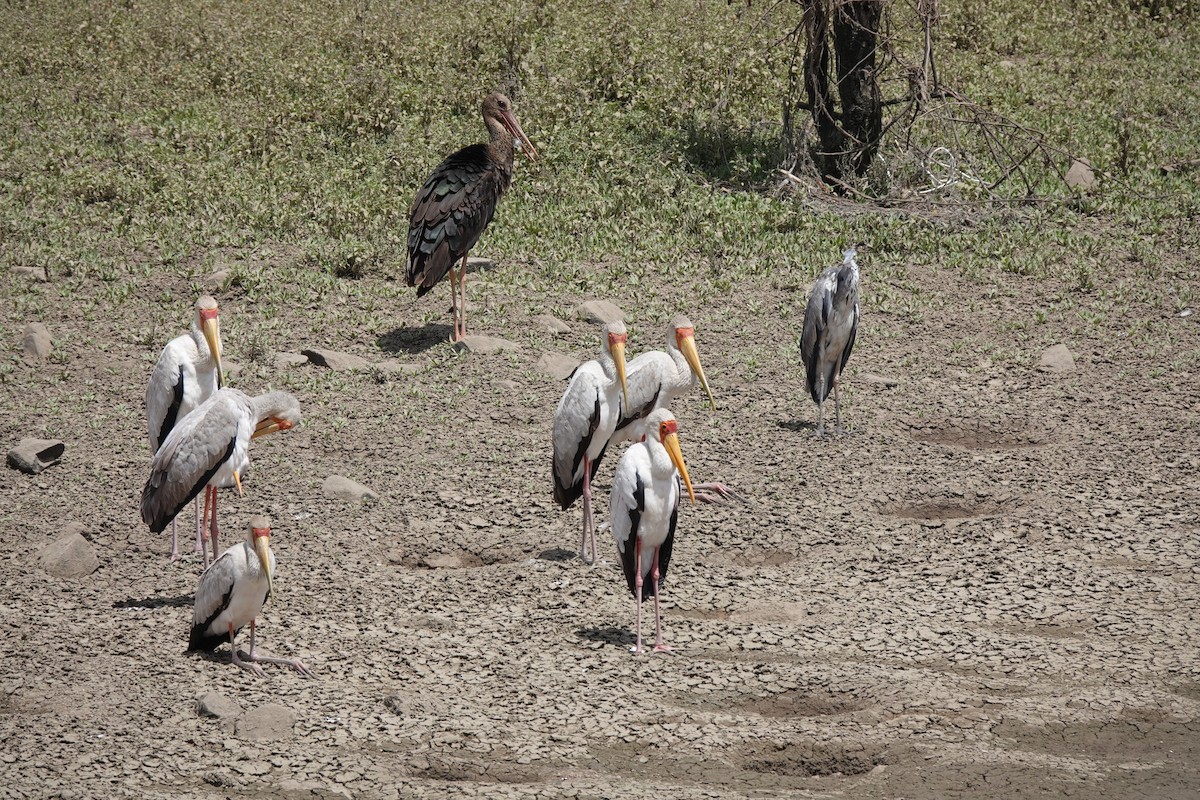 Yellow-billed Stork - ML633548469