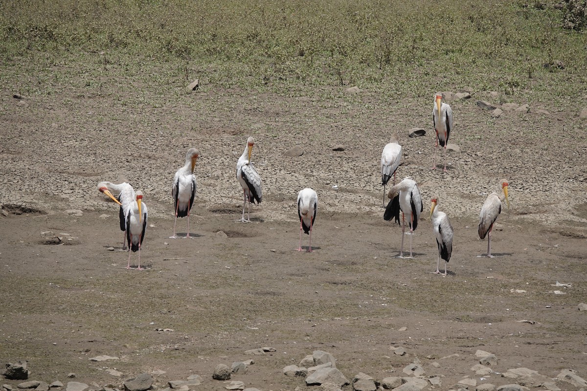 Yellow-billed Stork - ML633548470