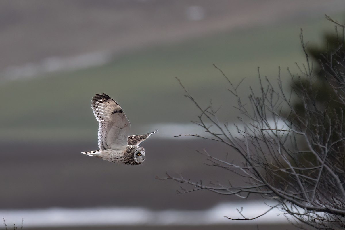 Short-eared Owl - ML633548485