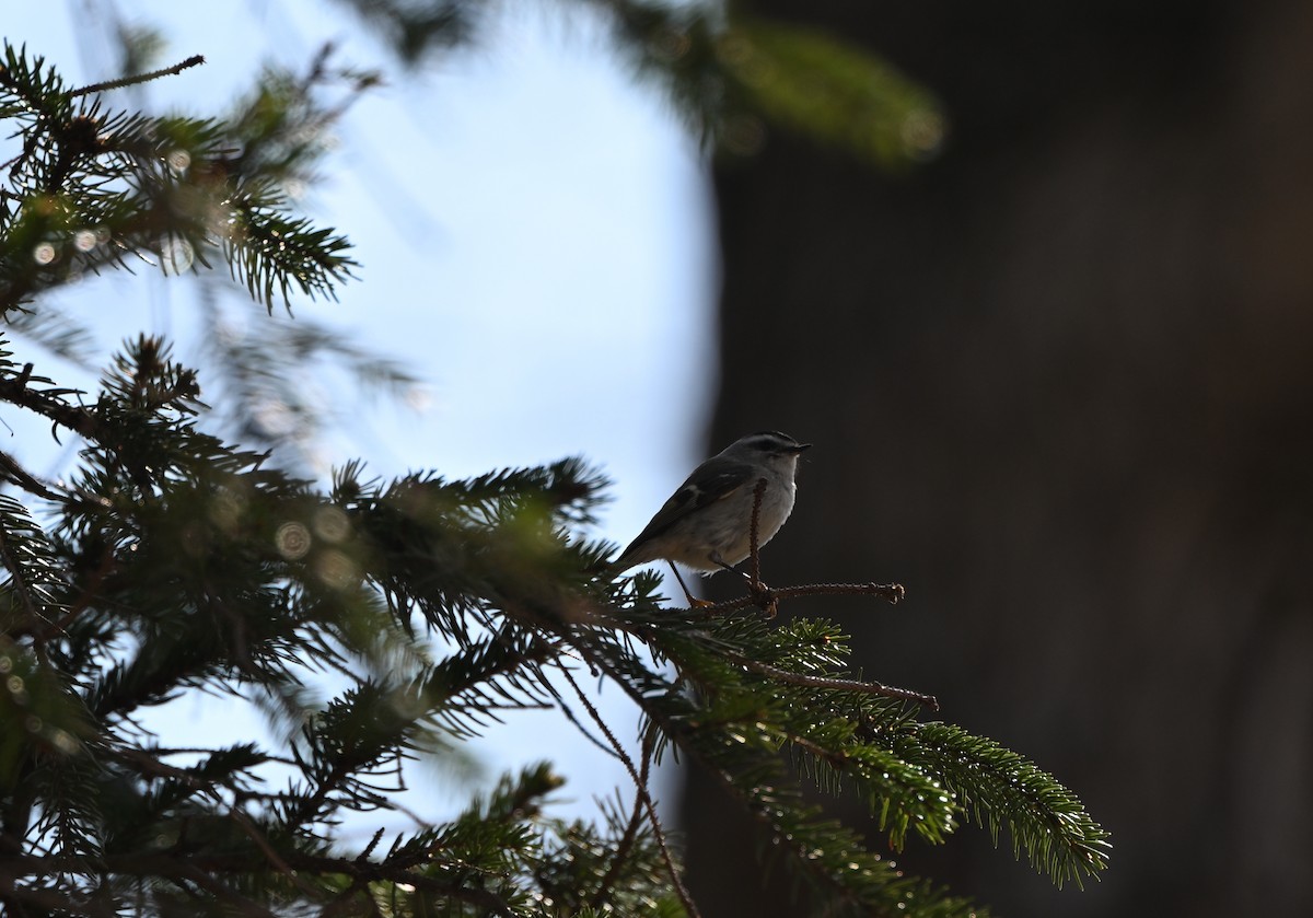 Golden-crowned Kinglet - ML633548495