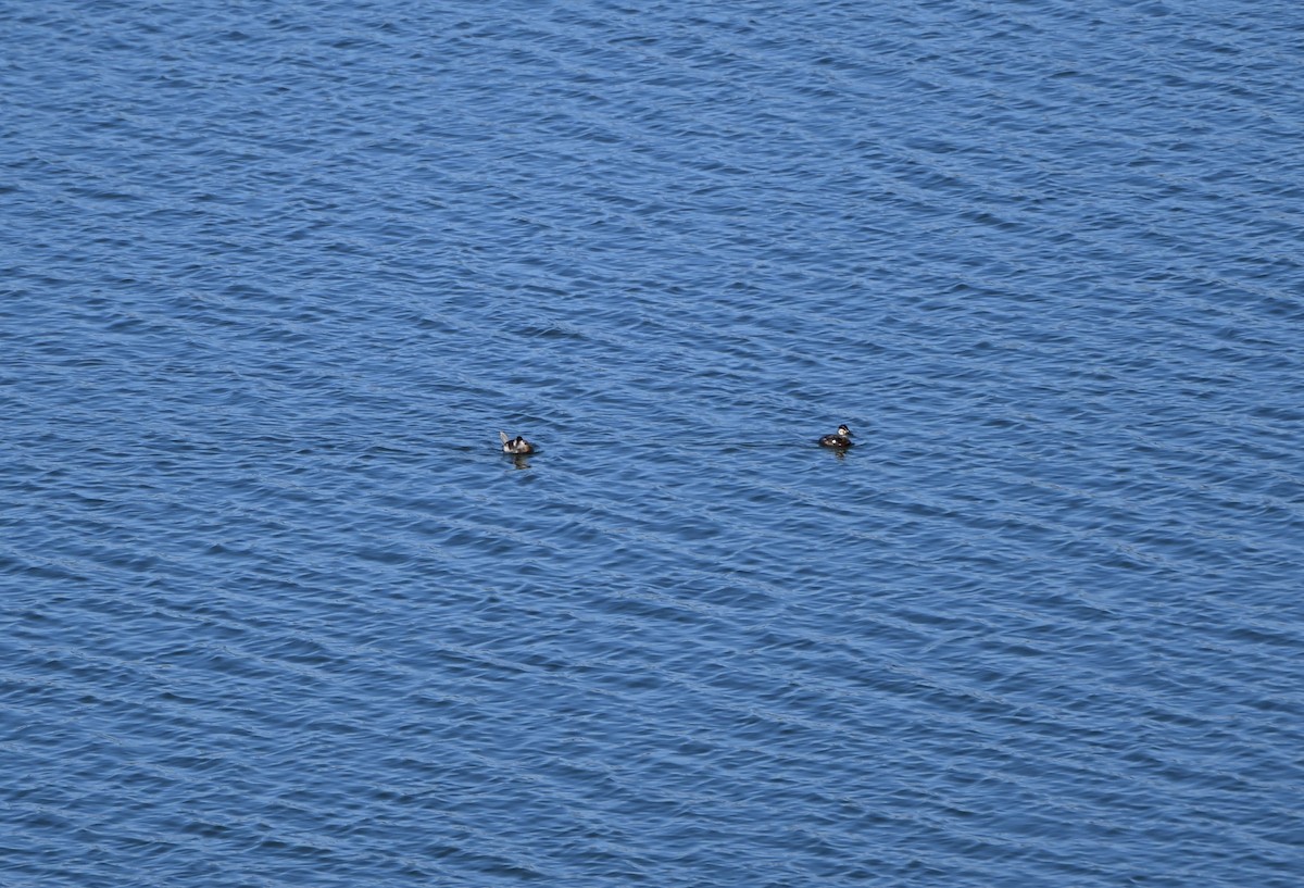 Ruddy Duck - ML633548630