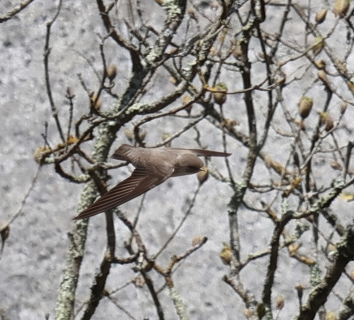 Eurasian Crag-Martin - Rajko Podgornik