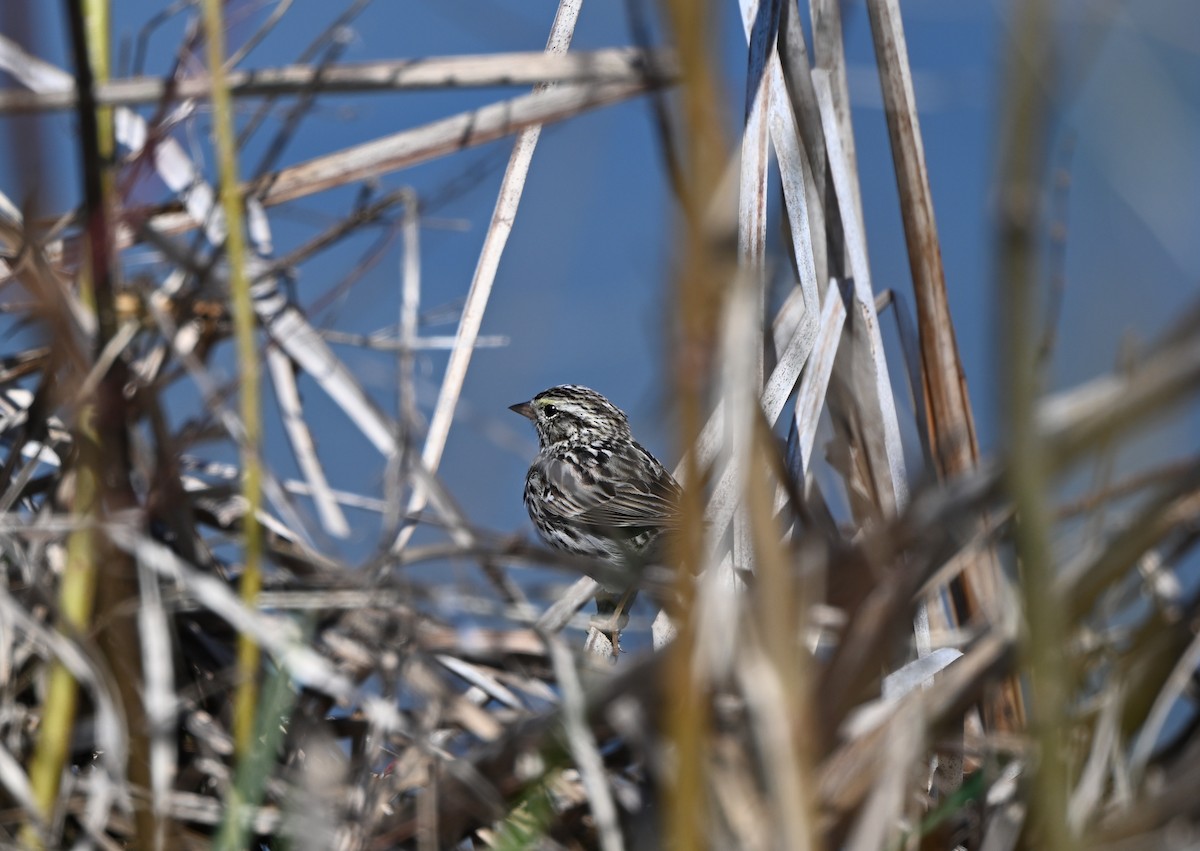 Savannah Sparrow - ML633548727
