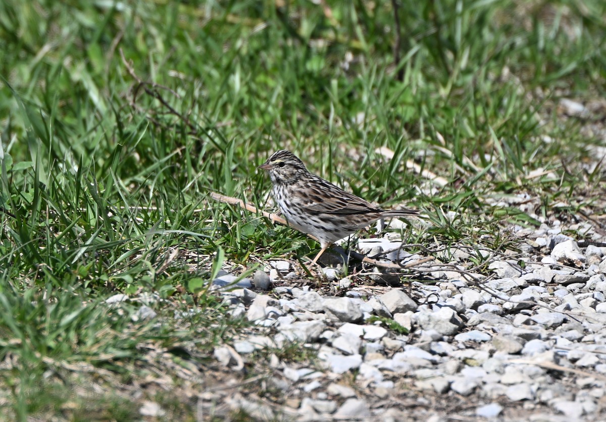 Savannah Sparrow - ML633548740