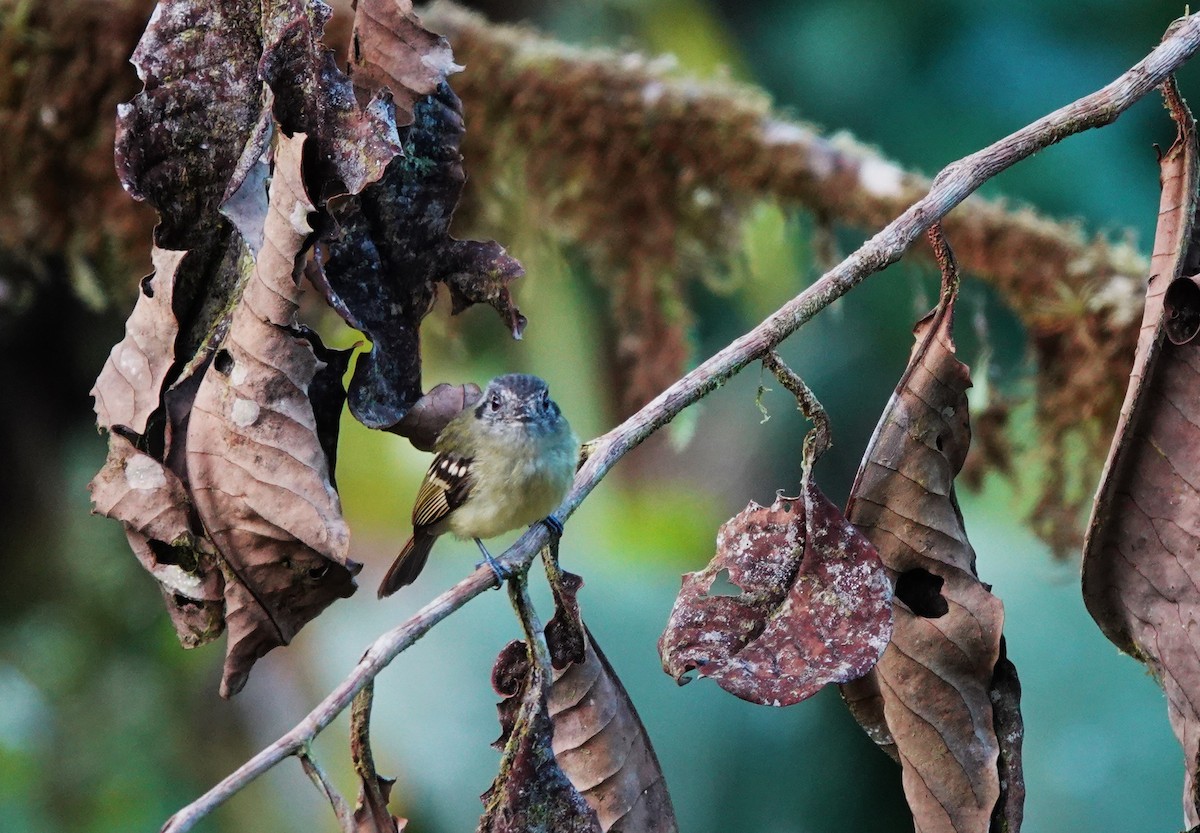 Ashy-headed Tyrannulet - ML633548767