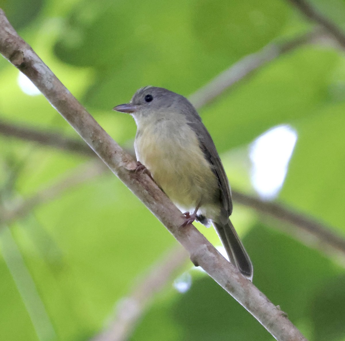 Blue Mountain Vireo - ML633548772