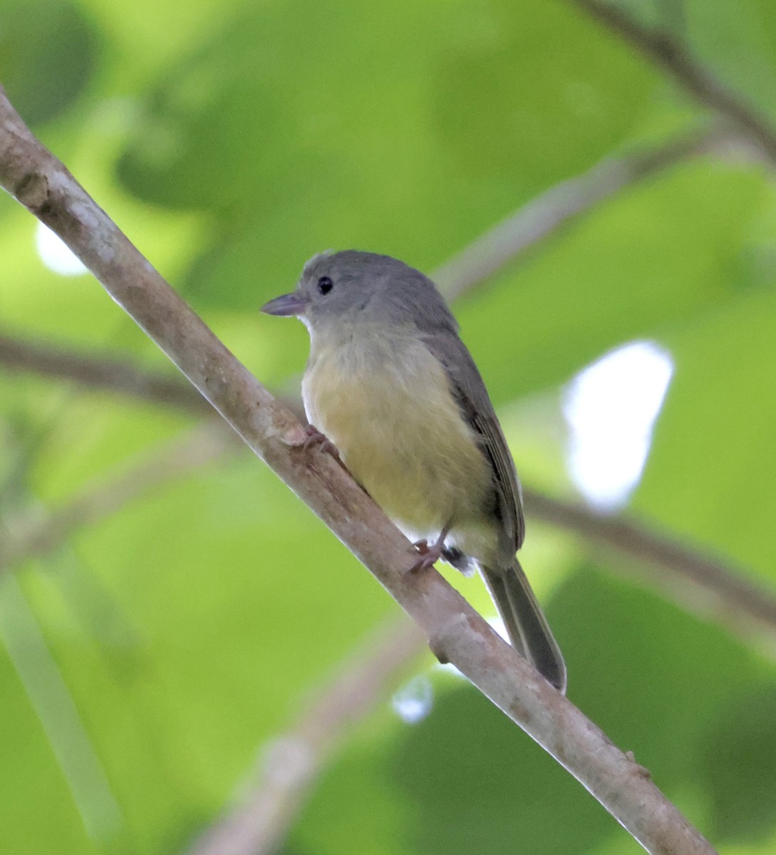 Blue Mountain Vireo - ML633548773