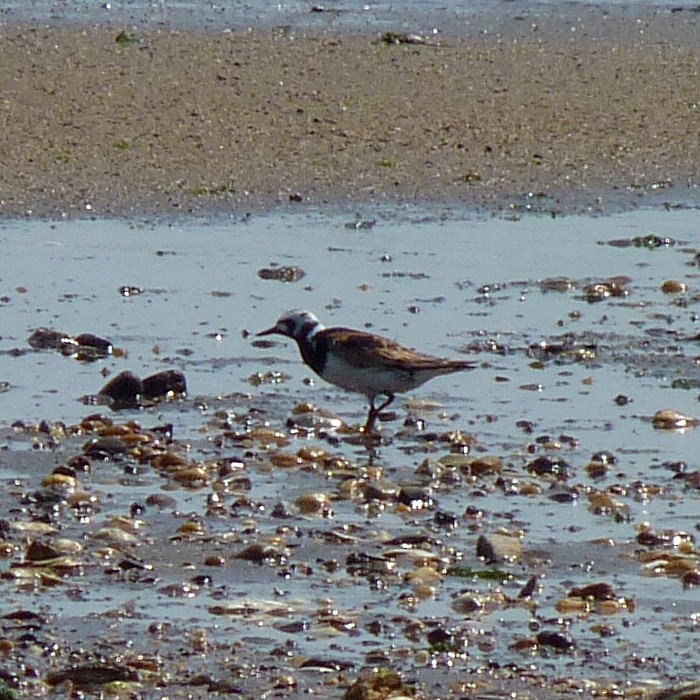 Алаг хайргач - ML63354881