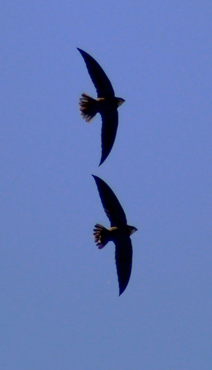 Sick's Swift - ML633548822