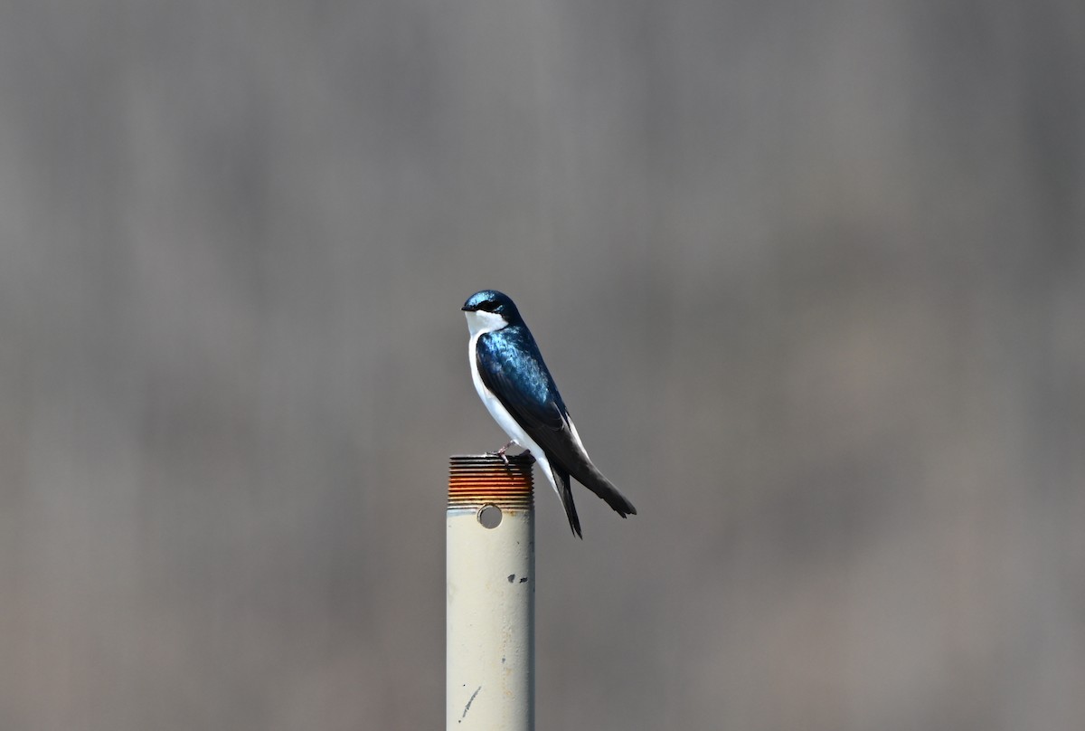 Tree Swallow - ML633548842