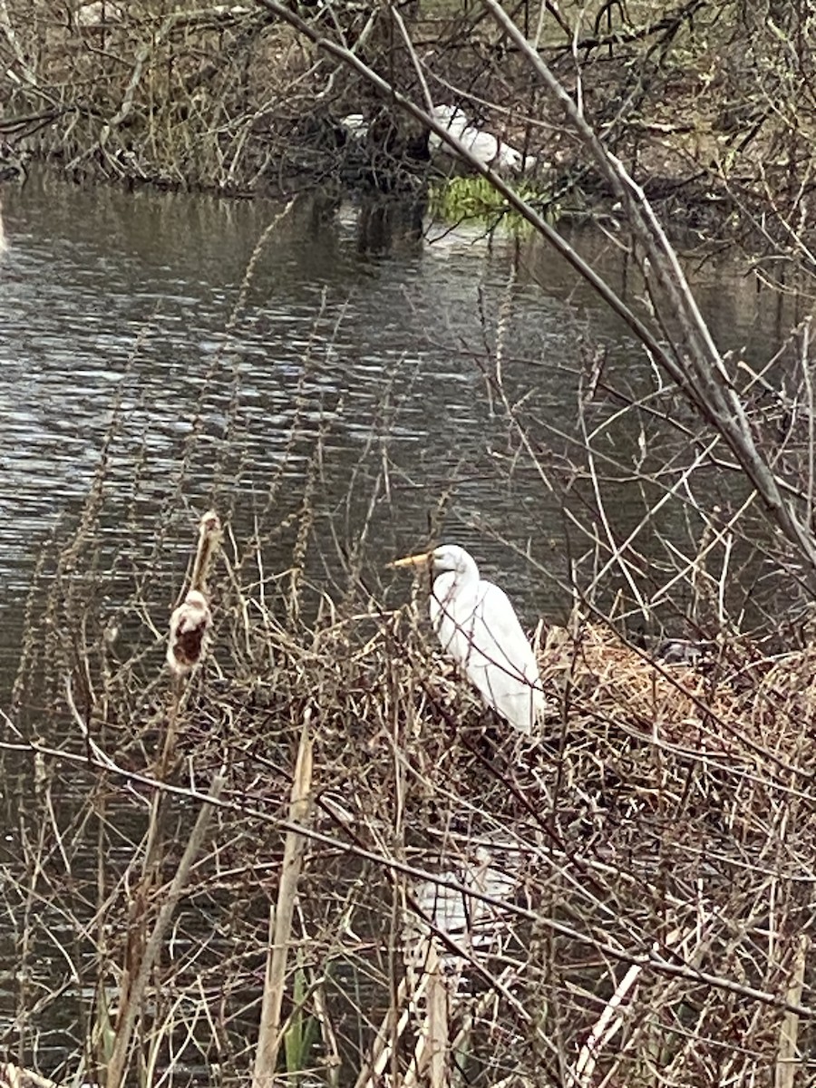 Great Egret - ML633548859