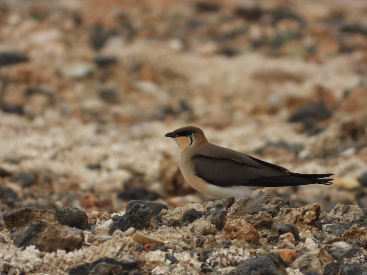 Black-winged Pratincole - ML633548884