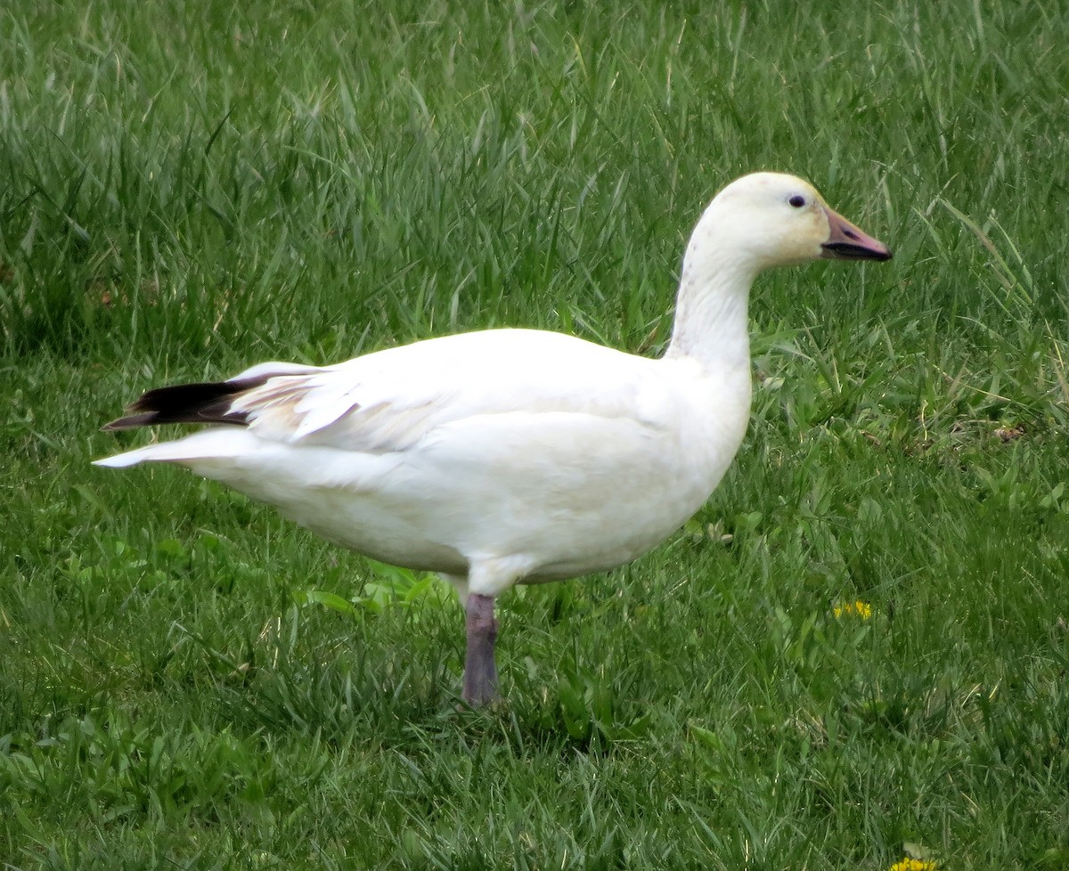 Snow Goose - ML633548941