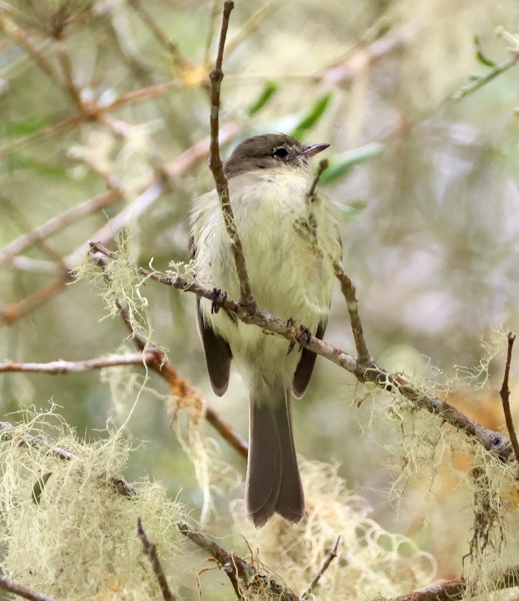 Greater Antillean Elaenia (Jamaican) - ML633548945