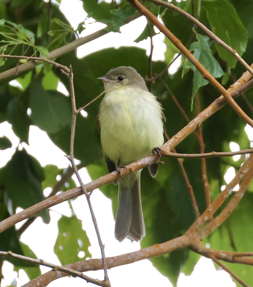 Greater Antillean Elaenia (Jamaican) - ML633548946