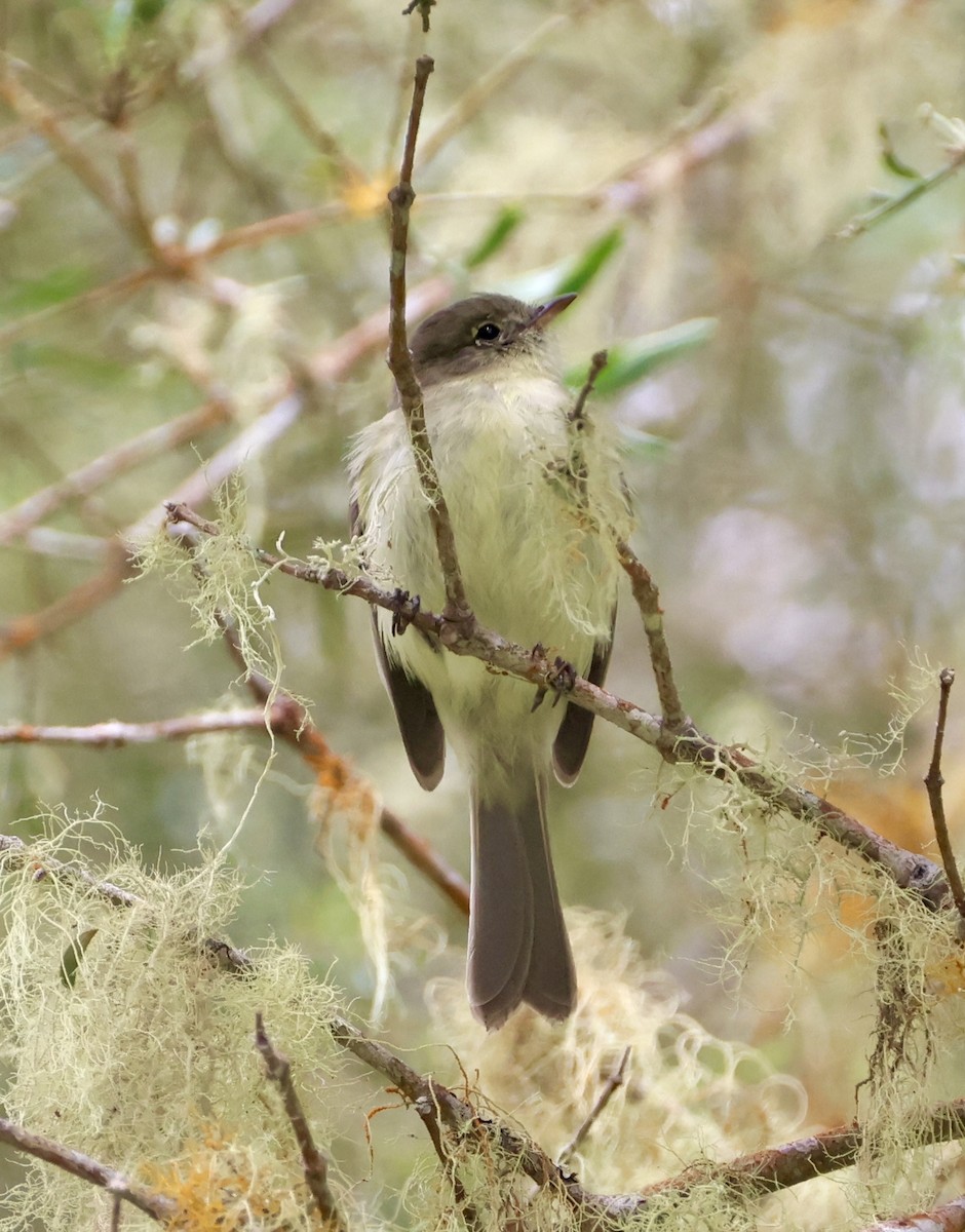 Greater Antillean Elaenia (Jamaican) - ML633548947