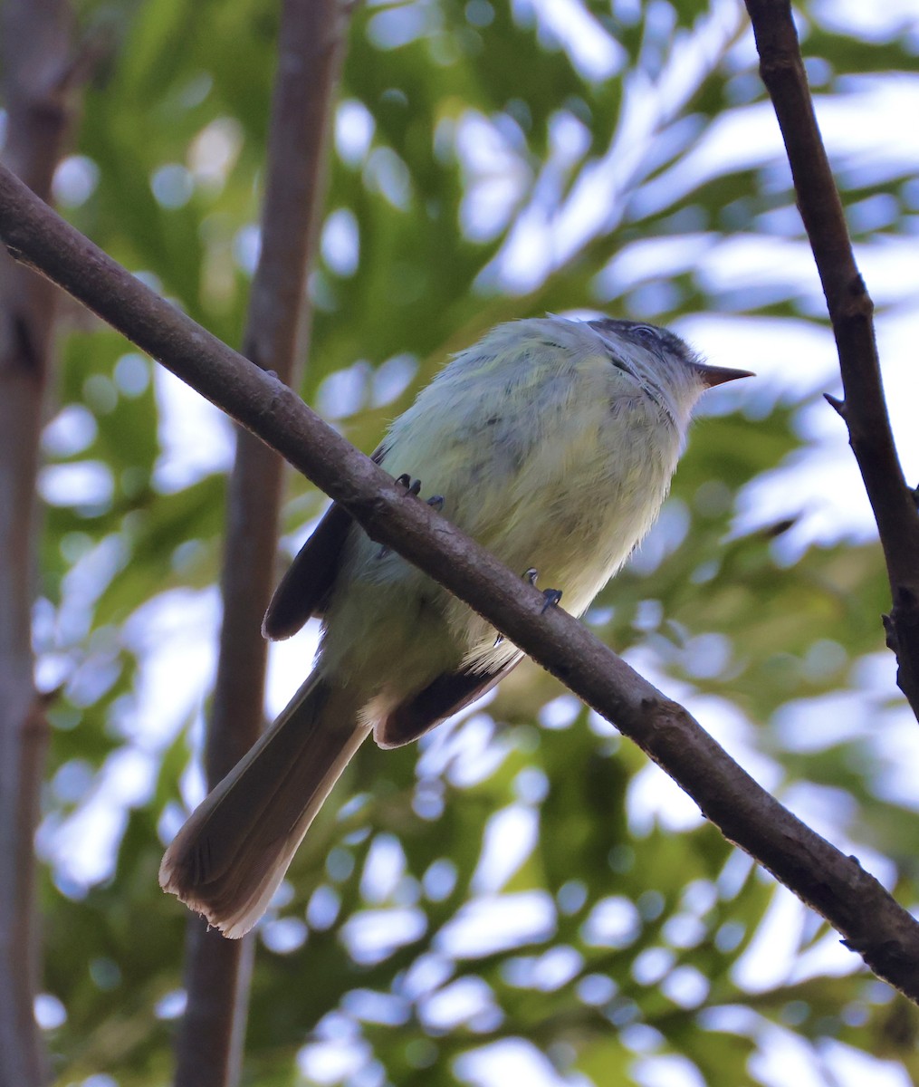 Greater Antillean Elaenia (Jamaican) - ML633548948