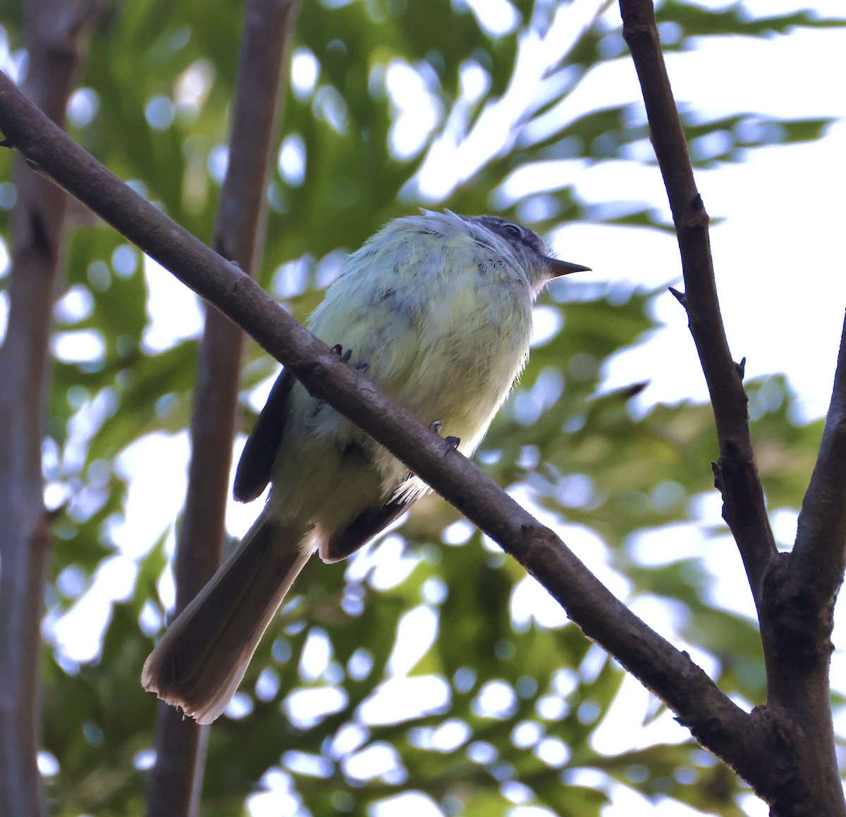 Greater Antillean Elaenia (Jamaican) - ML633548950