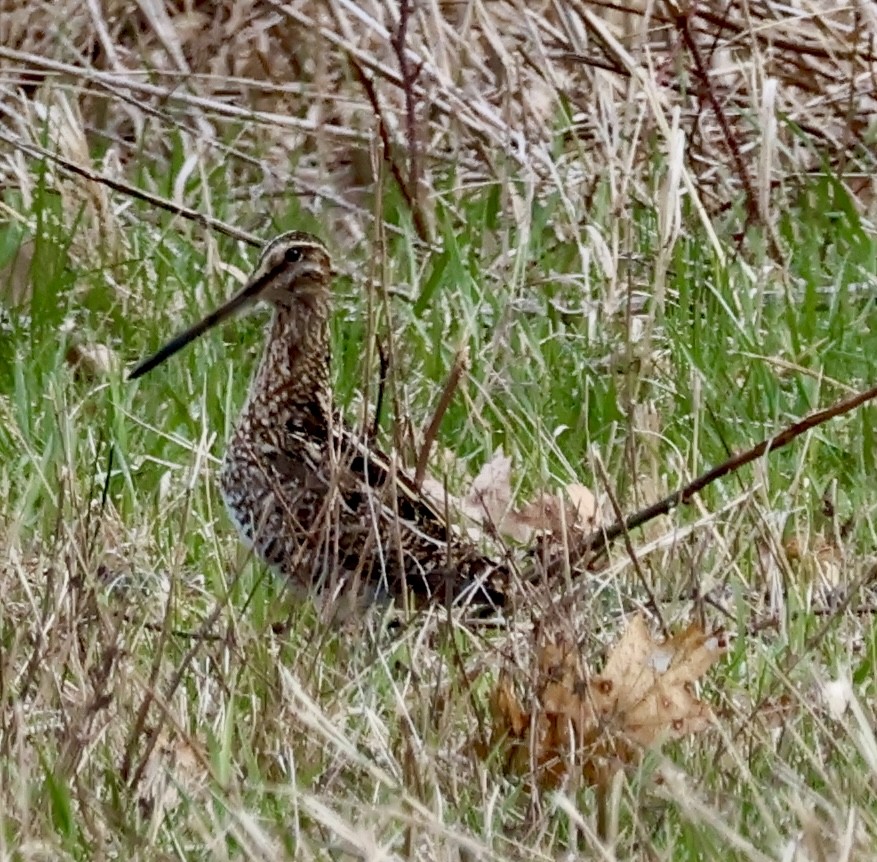 Wilson's Snipe - ML633549026