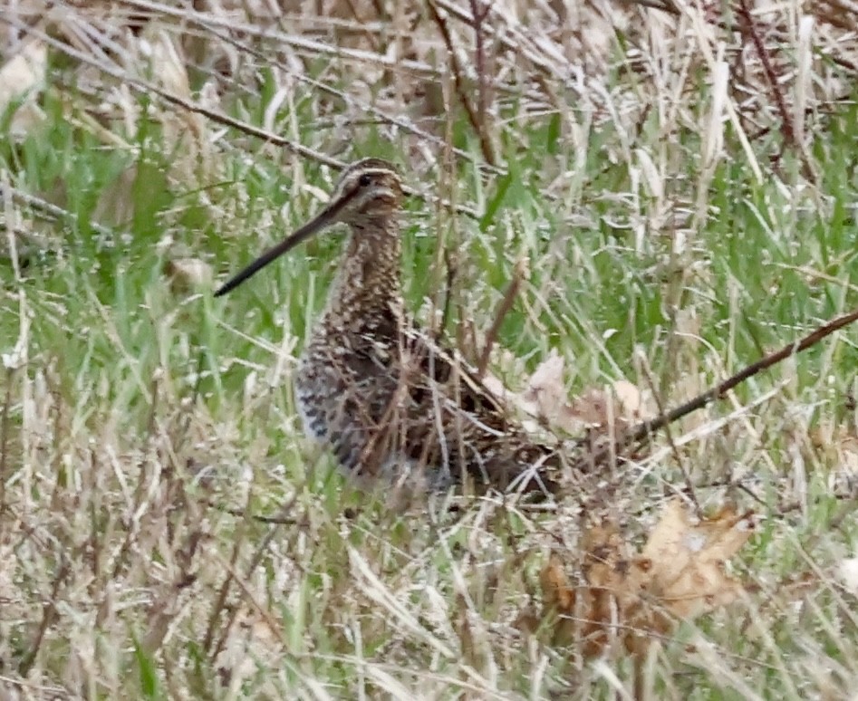 Wilson's Snipe - ML633549028