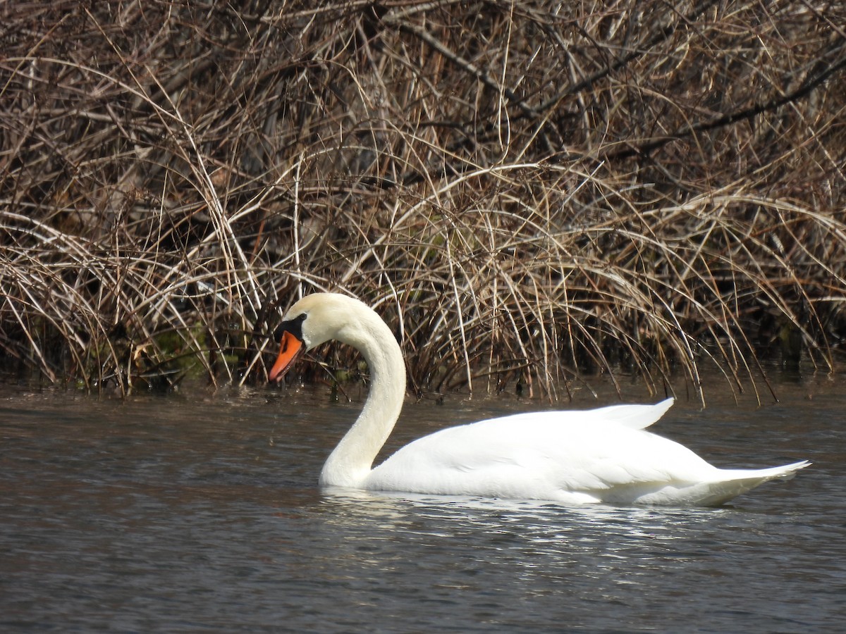 疣鼻天鵝 - ML633549043