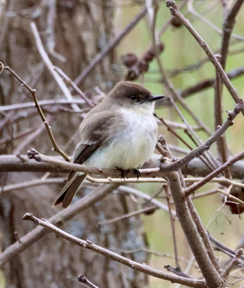 Eastern Phoebe - ML633549047