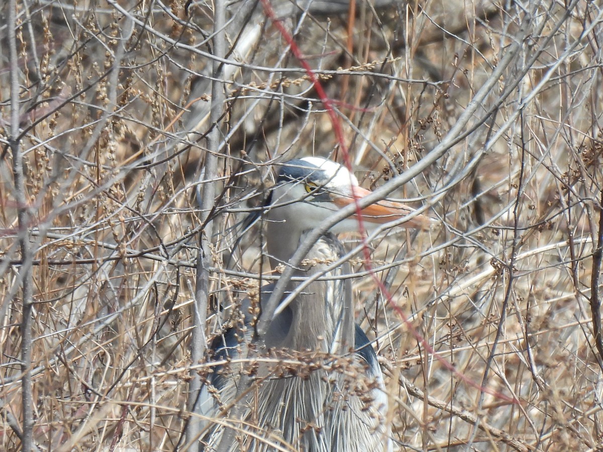 Great Blue Heron - ML633549058