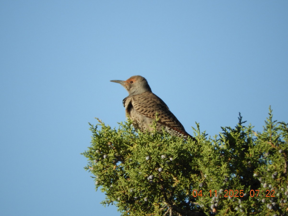 Northern Flicker - ML633549070