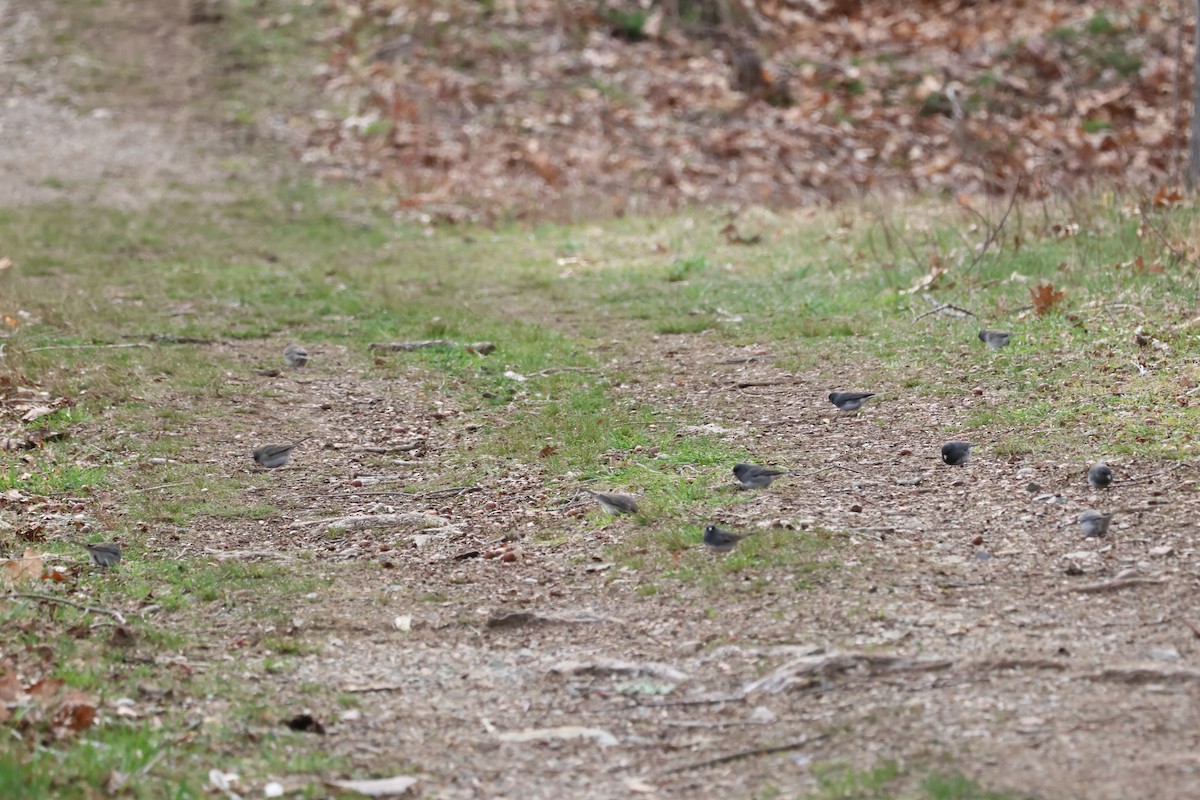 Dark-eyed Junco - ML633549077