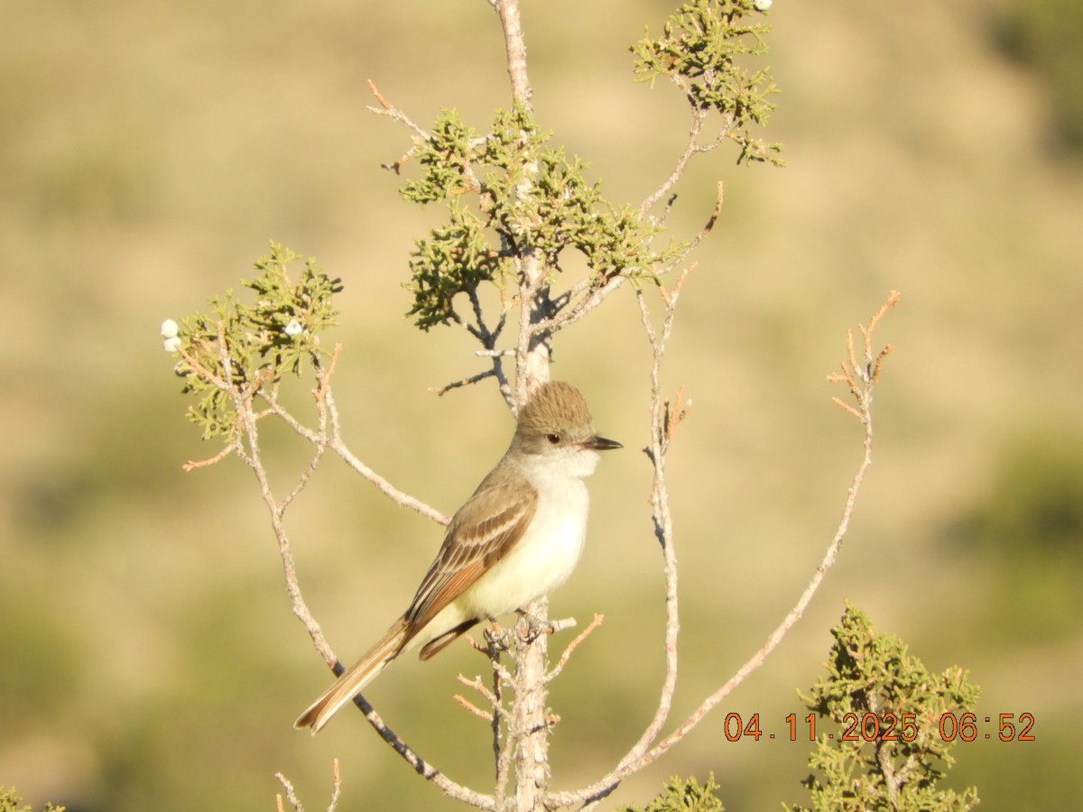 Ash-throated Flycatcher - ML633549078