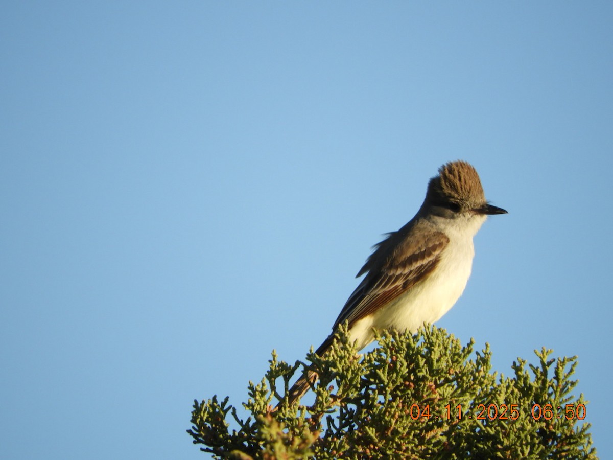 Ash-throated Flycatcher - ML633549079