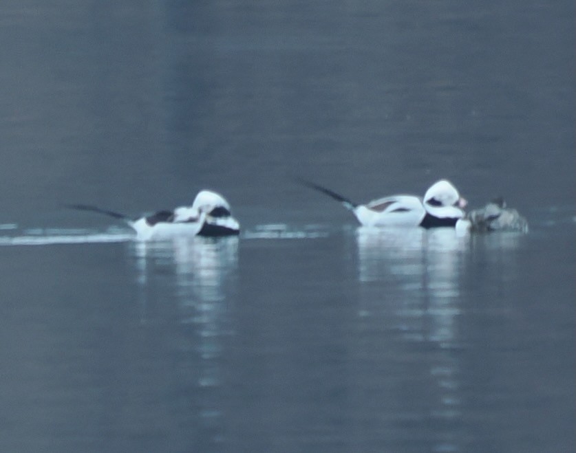 長尾鴨 - ML633549080